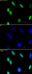 Histone H3K36me2 antibody (pAb) tested by immunofluorescence.