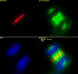 INCENP antibody (mAb) tested by immunofluorescence.