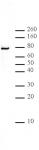 LAP2 alpha antibody (mAb) tested by Western blot.