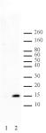 Histone H2AS129ph antibody (pAb) tested by Western blot.