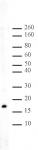 Histone H3K56me2 antibody (pAb) tested by Western blot.