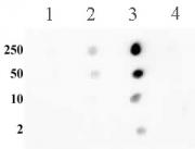 Histone H3K56me2 antibody (pAb) tested by dot blot analysis.