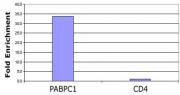 Histone H3K56ac antibody (pAb) tested by ChIP.