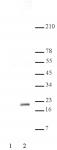 Histone H3K56ac antibody (pAb) tested by Western blot.