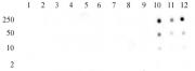 Histone H3K56ac antibody (pAb) tested by dot blot analysis.