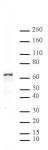 NFκB p65 antibody (pAb) tested by Western blot.