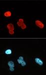 Lamin A/C antibody (mAb) tested by immunofluorescence.