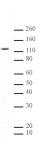 SIRT1 antibody (mAb) tested by Western blot.