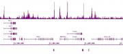 Ikaros antibody (mAb) tested by ChIP-Seq.