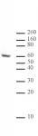 Ikaros antibody (mAb) tested by Western blot.