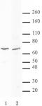 MTA2 antibody (pAb) tested by Western blot.