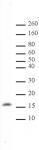 Histone H3K122me1 antibody (pAb) tested by Western blot.