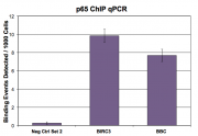 NFκB p65 antibody (pAb) tested by ChIP.