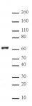 NFκB p65 antibody (pAb) tested by Western blot.