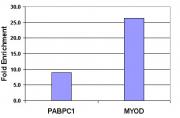 Histone H3K9me2 antibody (pAb) tested by ChIP.