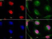 Histone H3K9me2 antibody (pAb) tested by immunofluorescence.