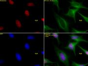 Histone H3K27me1 antibody (pAb) tested by immunofluorescence.