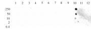 Histone H3K27me1 antibody (pAb) tested by dot blot analysis.
