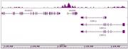 Histone H3K4ac antibody (pAb) tested by ChIP-Seq.
