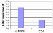 Histone H3K4ac antibody (pAb) tested by ChIP.