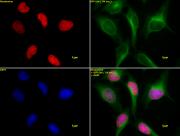 Histone H3K4ac antibody (pAb) tested by immunofluorescence.