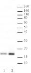 Histone H3K4ac antibody (pAb) tested by Western blot.