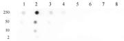 Histone H4K31me1 antibody (pAb) tested by dot blot analysis.
