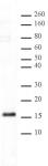 Histone H3K23me1 antibody (pAb) tested by Western blot.