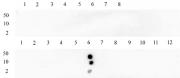 Histone H3K23me1 antibody (pAb) tested by dot blot analysis.