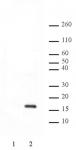 Histone H2AT120ph antibody (pAb) tested by Western blot.