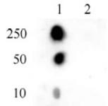 Histone H2AT120ph antibody (pAb) tested by dot blot analysis.