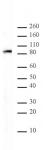 MALT1 antibody (mAb) tested by Western blot.