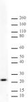 MAD2L1 antibody (mAb) tested by Western blot.