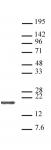 Histone H3, C-terminal antibody (pAb) tested by Western blot.