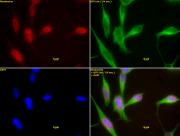HDAC1 antibody (mAb) tested by immunofluorescence.