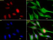 HDAC2 antibody (mAb) tested by immunofluorescence.
