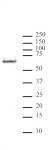 HDAC2 antibody (mAb) tested by Western blot.