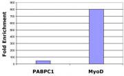 Histone H3K27me2me3 antibody (mAb) tested by ChIP.