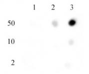 Histone H3 di/trimethyl Lys27 antibody specificity tested by Dot blot.