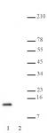 Histone H4K20me2 antibody (mAb) tested by Western blot.