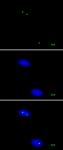 Nucleolin antibody (mAb) tested by immunofluorescence.