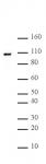 Nucleolin antibody (mAb) tested by Western blot.