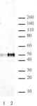 p53 antibody (mAb) tested by Western blot.