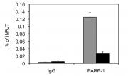 PARP-1 N-terminal antibody (pAb) tested by ChIP.