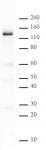 PARP-1 N-terminal antibody (pAb) tested by Western blot.
