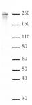 RNA pol II CTD phospho Ser2 antibody (pAb) tested by Western blot.