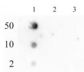 RNA pol II CTD phospho Ser2 antibody (pAb) tested by dot blot analysis.