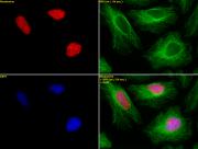 Histone H2BK46me2 antibody (pAb) tested by immunofluorescence.