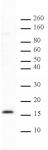Histone H2BK46me2 antibody (pAb) tested by Western blot.