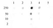Histone H2BK46me2 antibody (pAb) tested by dot blot analysis.